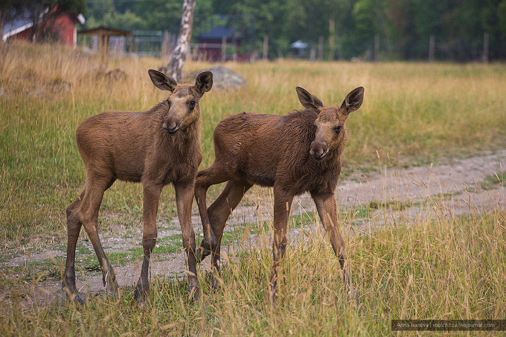 Лосиная ферма Лосиная ферма