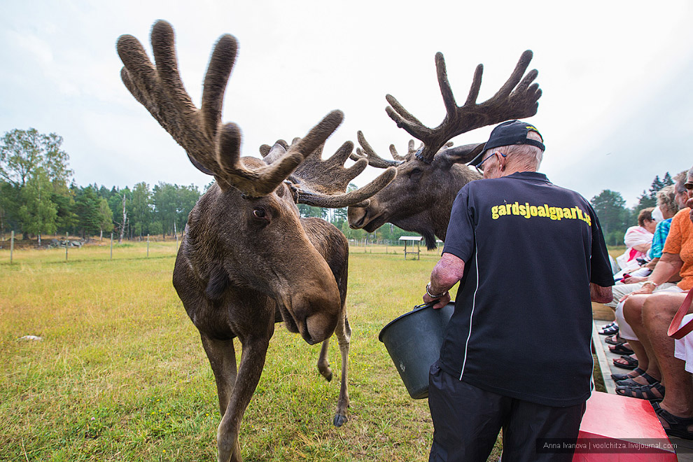 Лосиная ферма Лосиная ферма