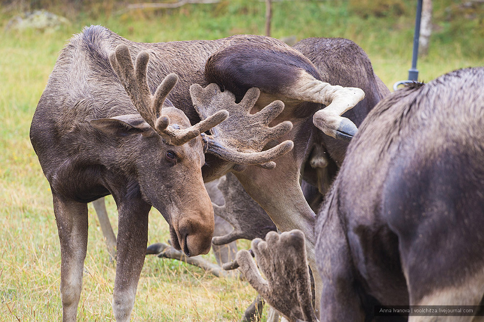 Лосиная ферма Лосиная ферма