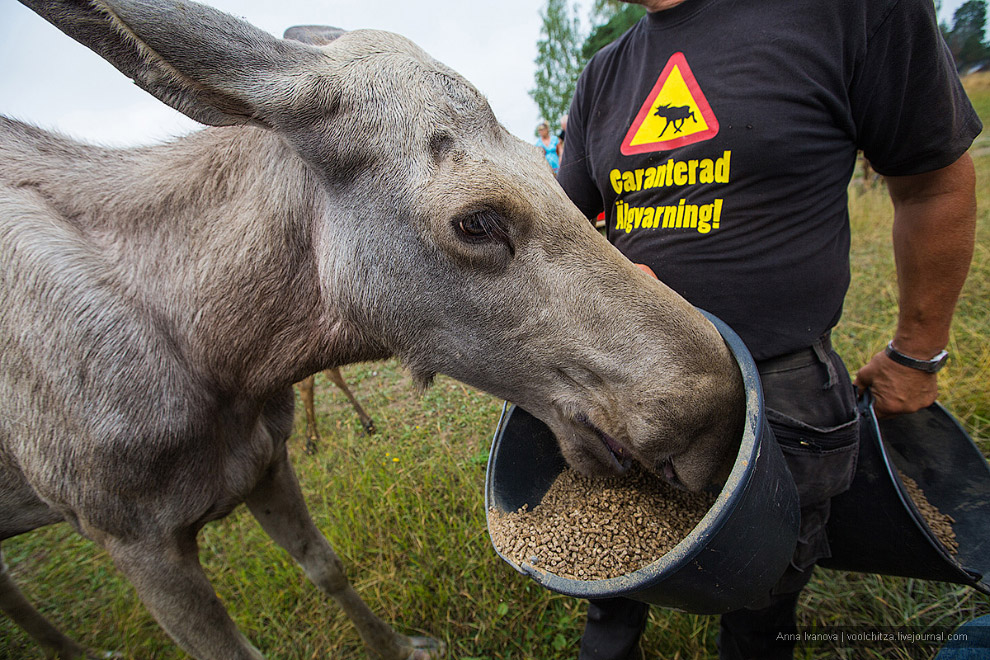 Лосиная ферма Лосиная ферма