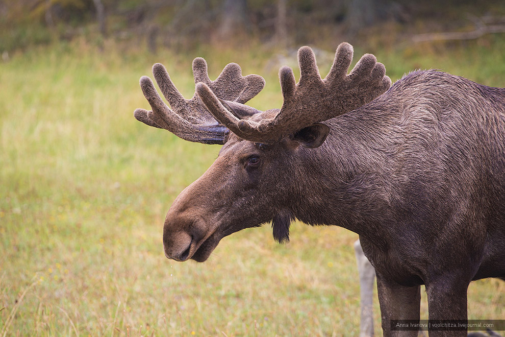 Лосиная ферма Лосиная ферма