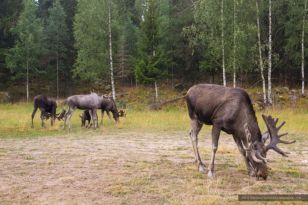 Лосиная ферма Лосиная ферма