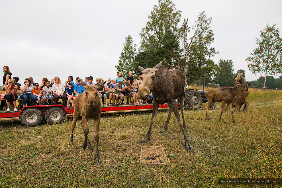 Лосиная ферма Лосиная ферма