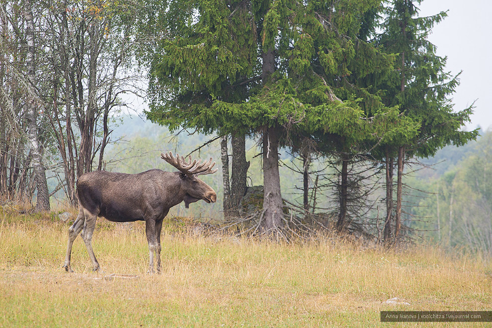 Лосиная ферма Лосиная ферма