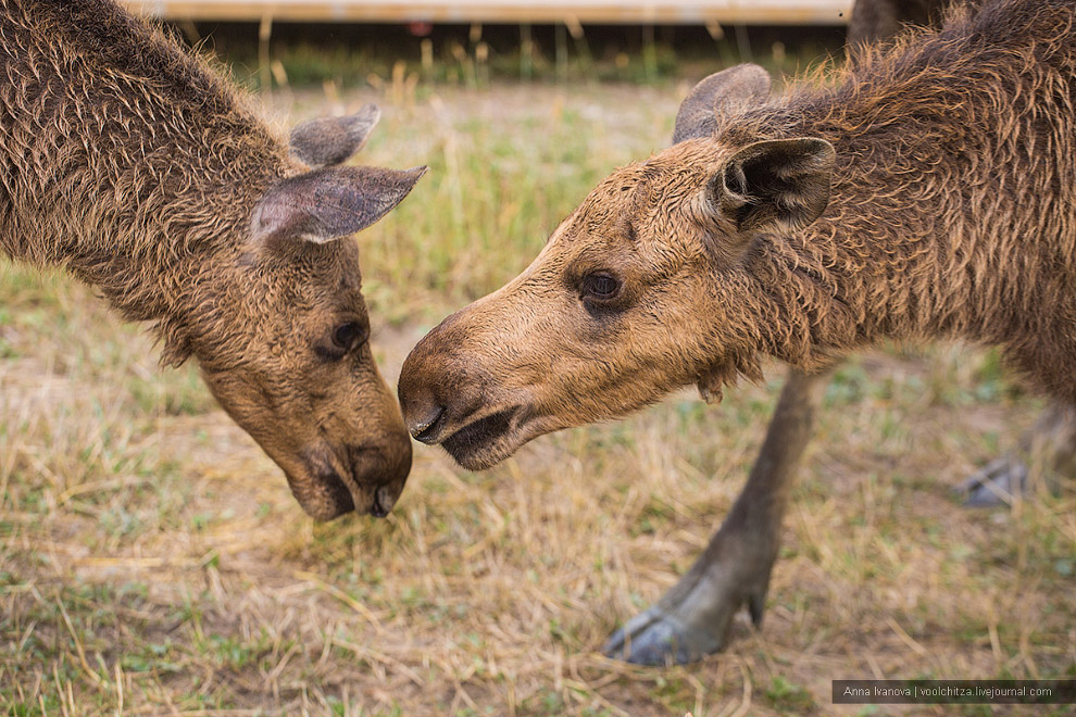 Лосиная ферма Лосиная ферма