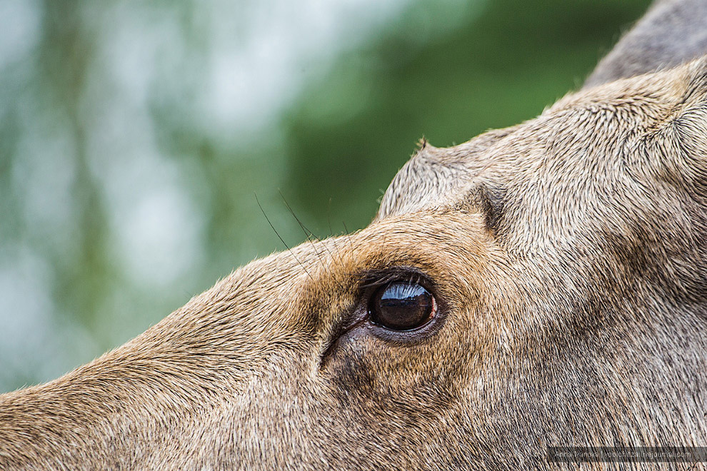 Лосиная ферма Лосиная ферма