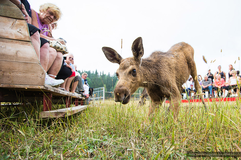 Лосиная ферма Лосиная ферма
