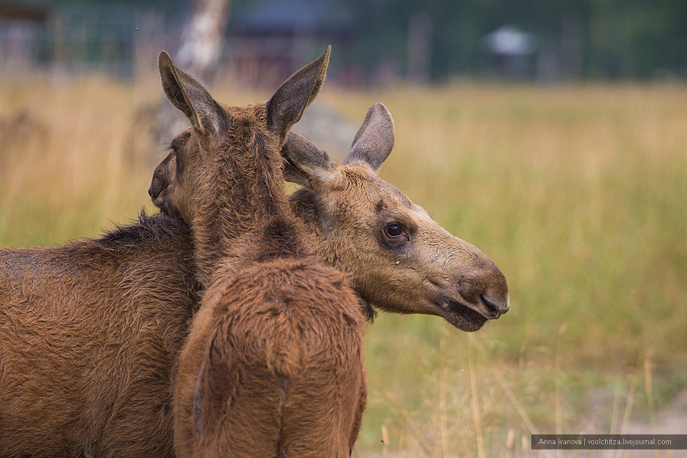 Лосиная ферма Лосиная ферма