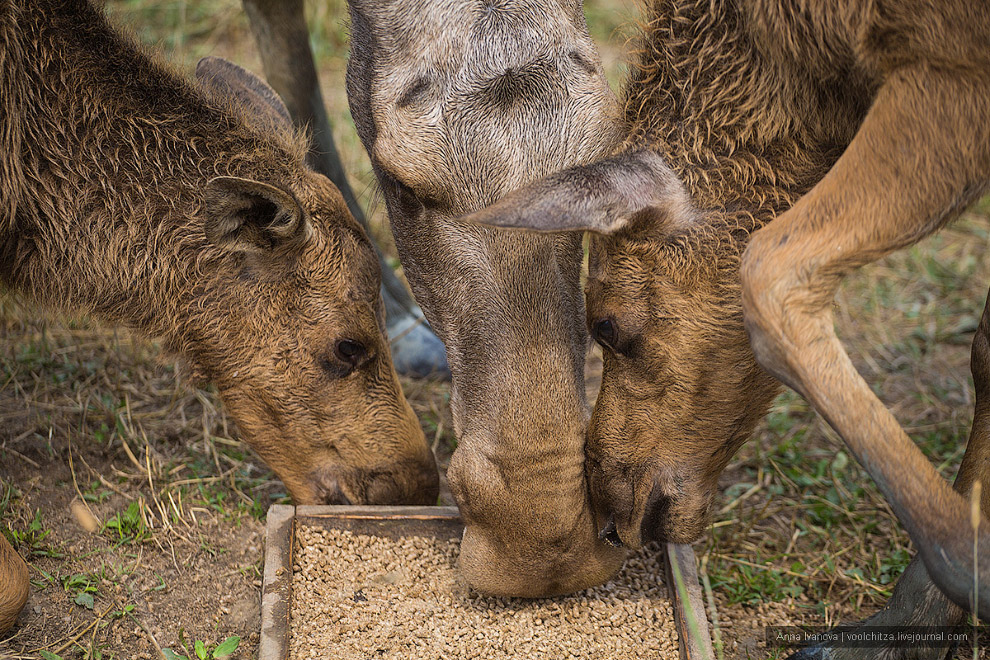Лосиная ферма Лосиная ферма