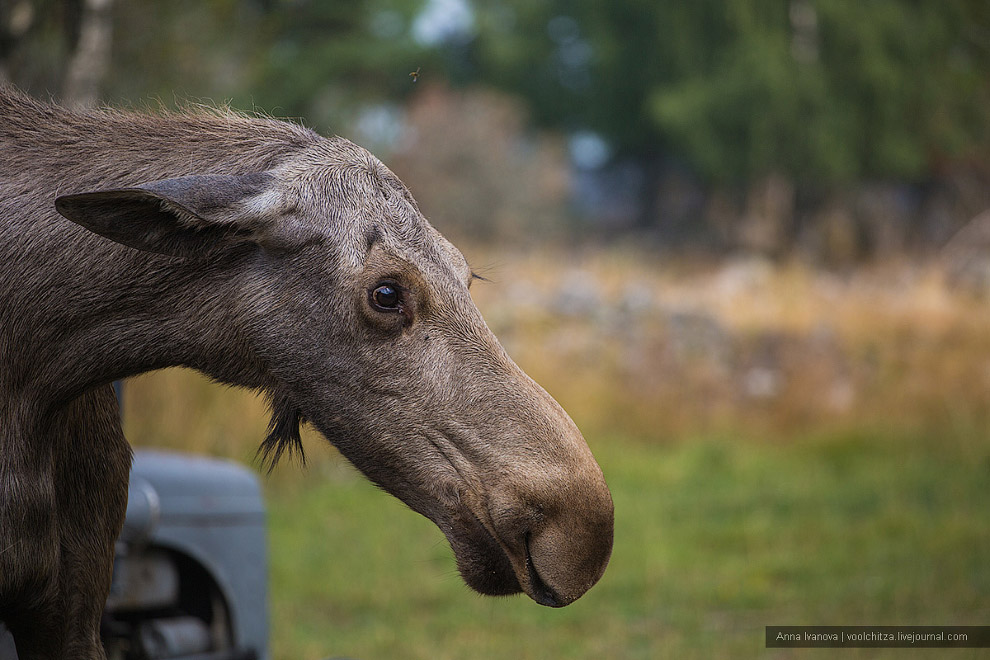 Лосиная ферма Лосиная ферма