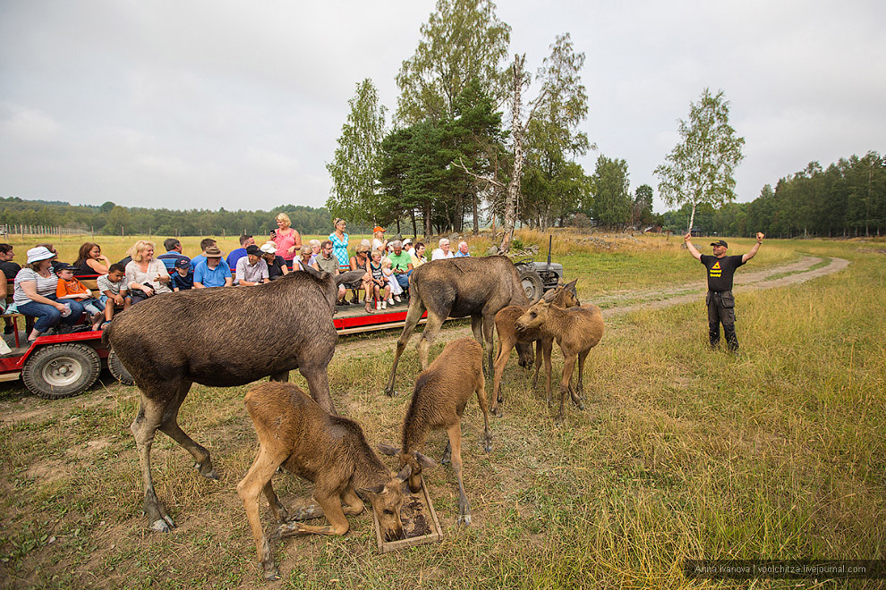 Лосиная ферма Лосиная ферма