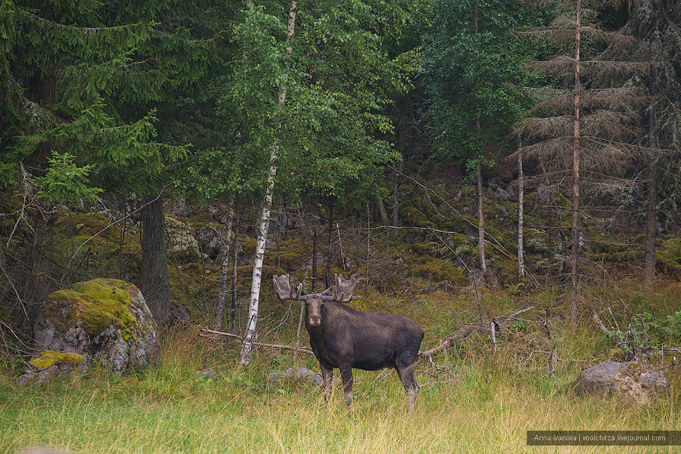 Лосиная ферма Лосиная ферма