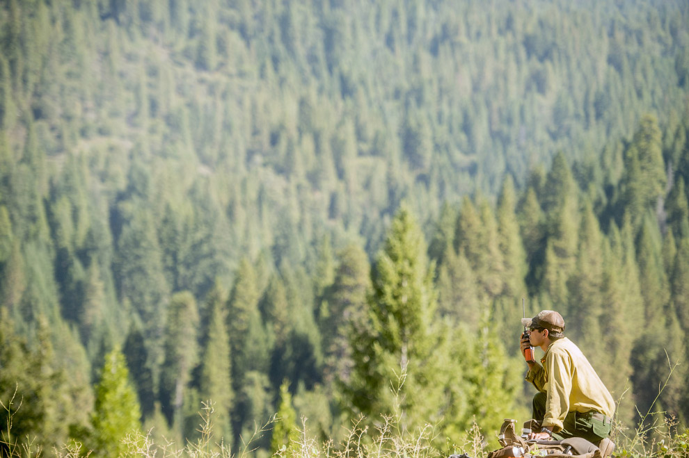 Королевский огонь Калифорнии