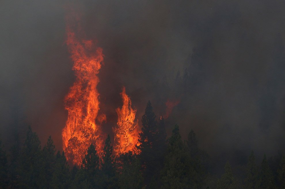 Королевский огонь Калифорнии