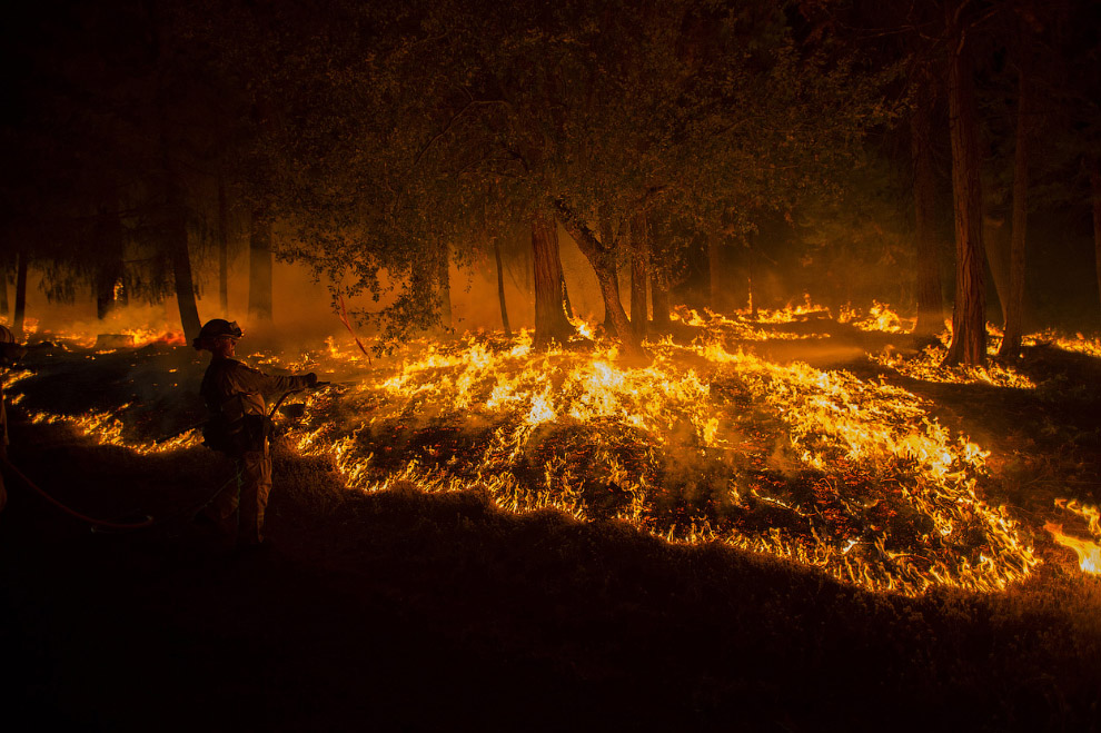 Королевский огонь Калифорнии