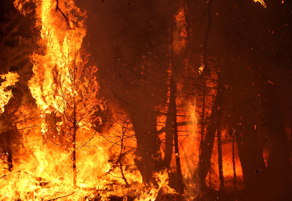 Королевский огонь Калифорнии