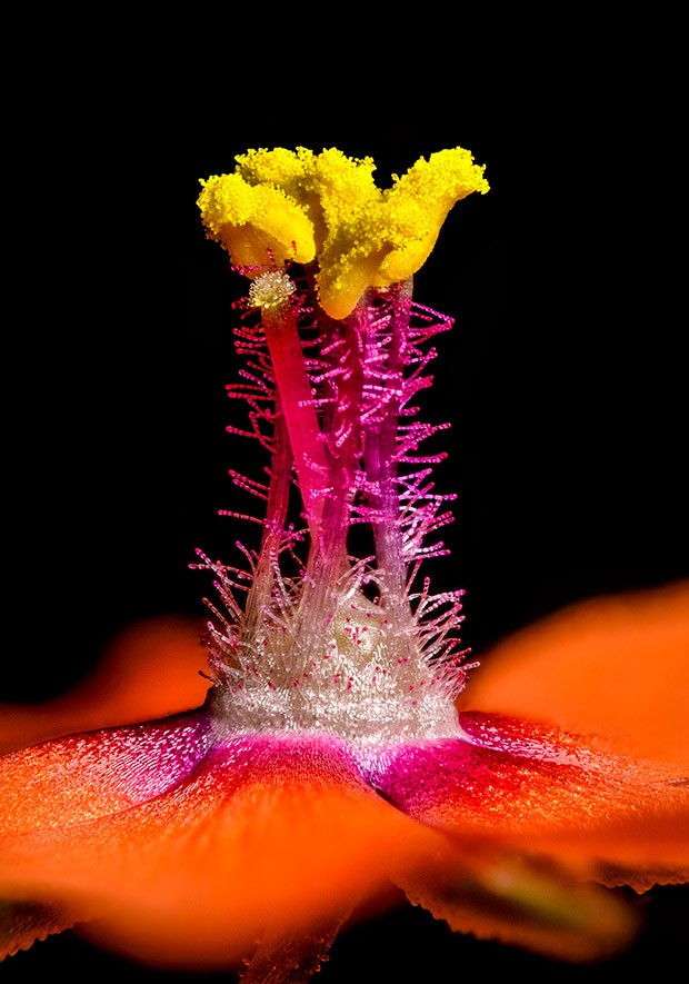 Лучшие фотографии с конкурса Nikon Small World Лучшие фотографии с конкурса Nikon Small World