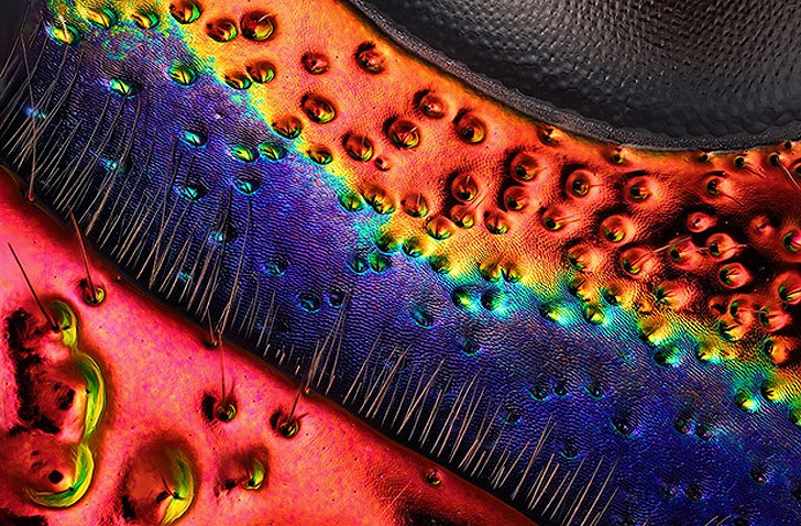 Лучшие фотографии с конкурса Nikon Small World Лучшие фотографии с конкурса Nikon Small World