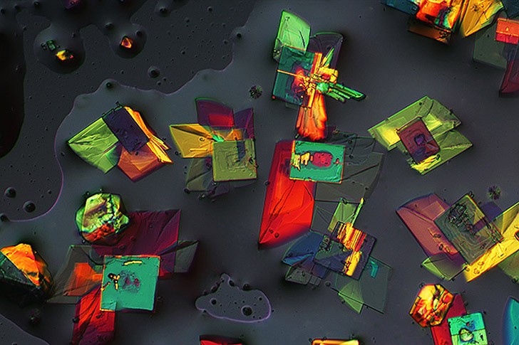 Лучшие фотографии с конкурса Nikon Small World Лучшие фотографии с конкурса Nikon Small World