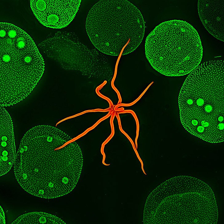 Лучшие фотографии с конкурса Nikon Small World Лучшие фотографии с конкурса Nikon Small World