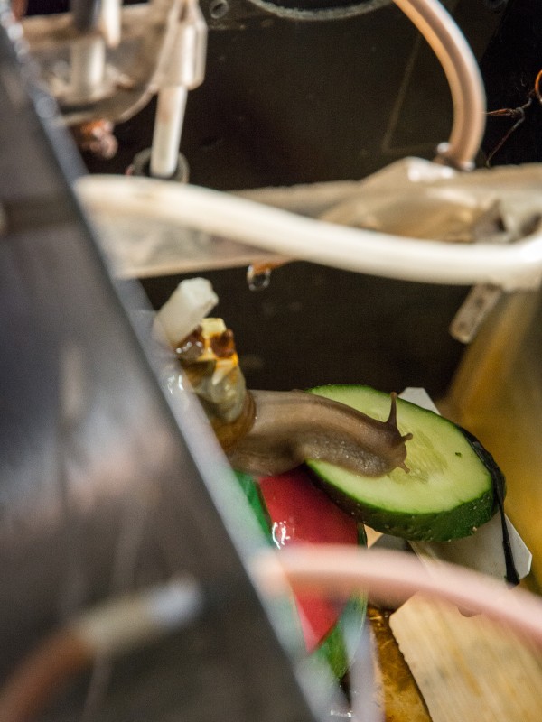 Как это работает: Канализация большого города