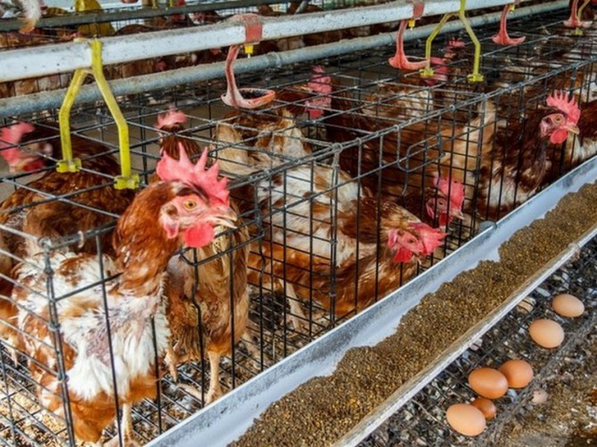 17 деликатесных блюд и напитков, запрещенных во многих странах мира 17 деликатесных блюд и напитков, запрещенных во многих странах мира