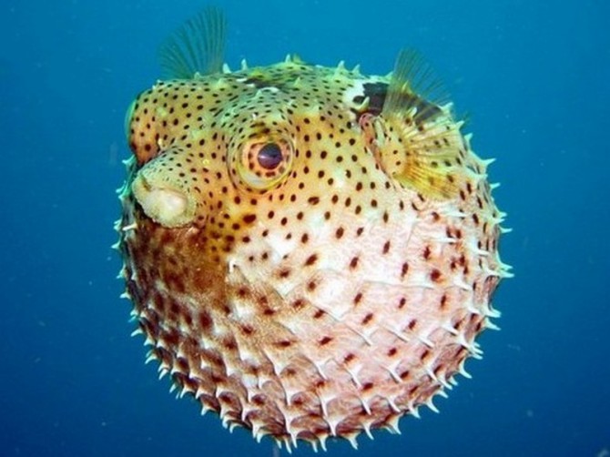 17 деликатесных блюд и напитков, запрещенных во многих странах мира 17 деликатесных блюд и напитков, запрещенных во многих странах мира