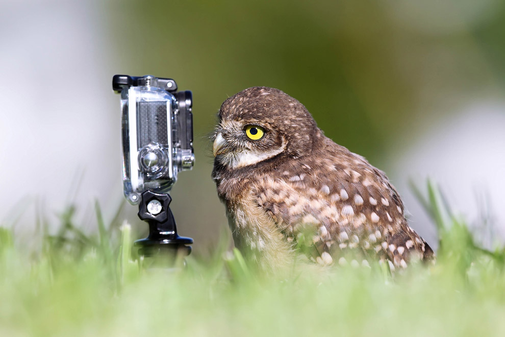Необычный конкурс Comedy Wildlife Photography Awards 2015