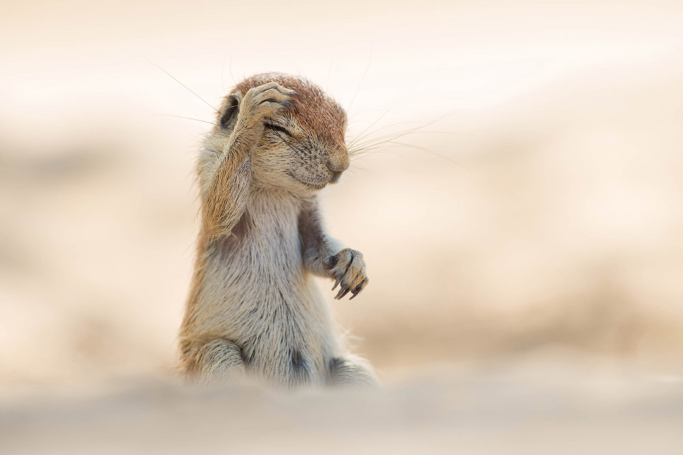 Необычный конкурс Comedy Wildlife Photography Awards 2015