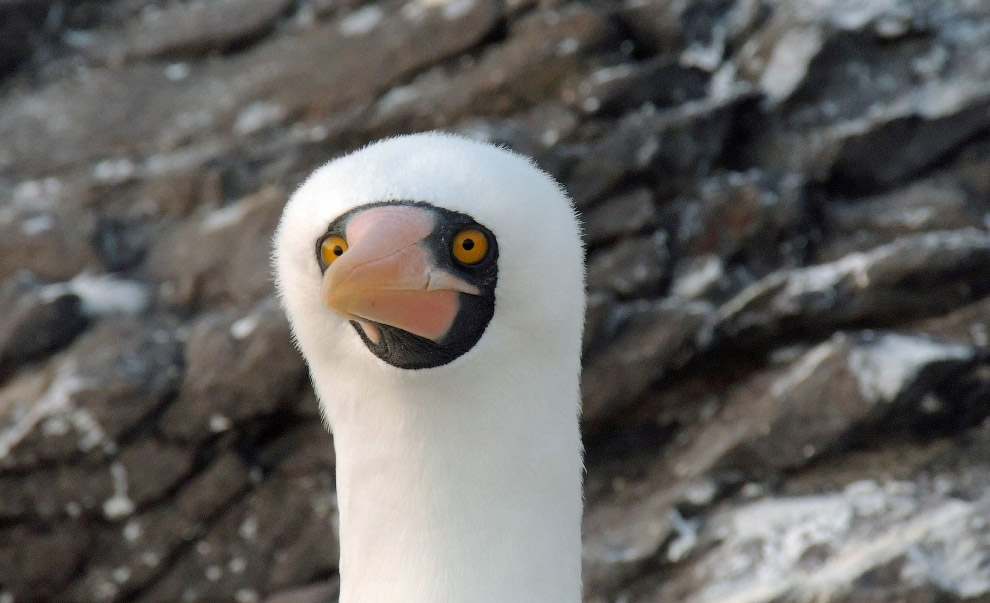 Необычный конкурс Comedy Wildlife Photography Awards 2015