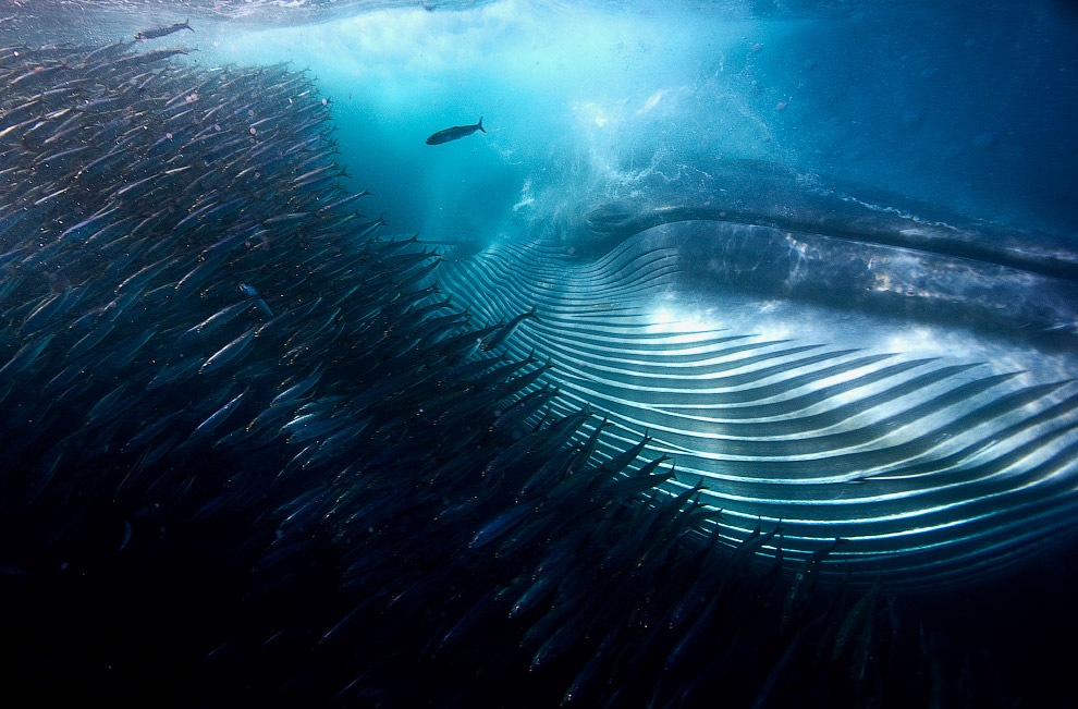 Победители Конкурса фотографий дикой природы 2015