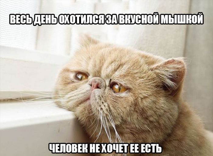 Порция картинок