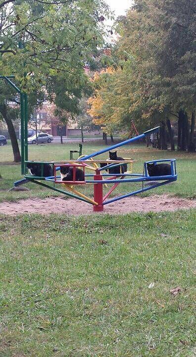 Порция картинок