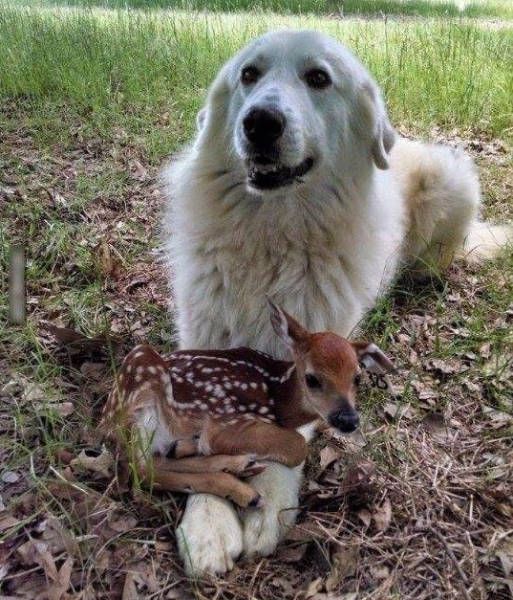 Порция картинок