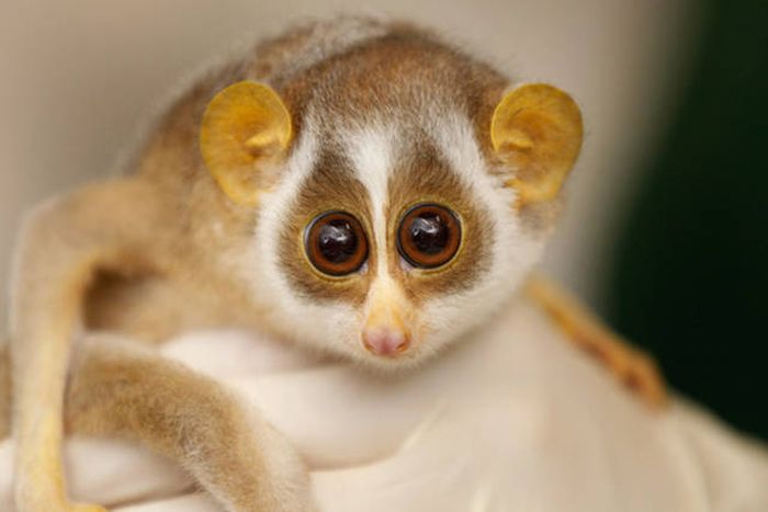 Порция картинок