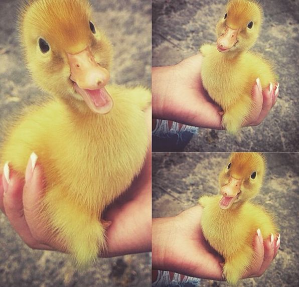 Порция картинок