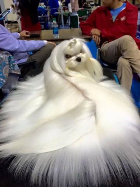 Порция картинок