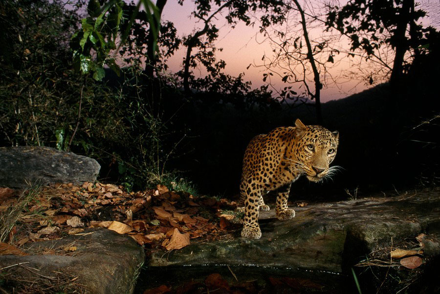 Увидеть тайную жизнь животных