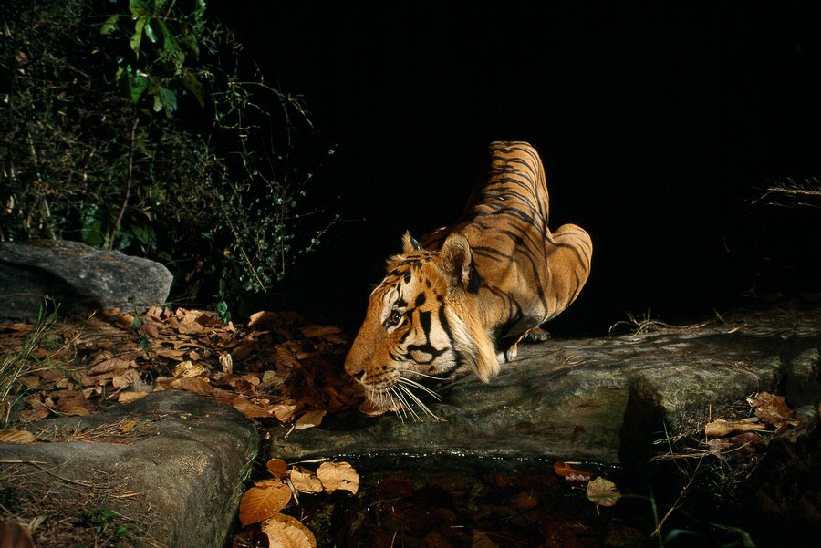 Увидеть тайную жизнь животных