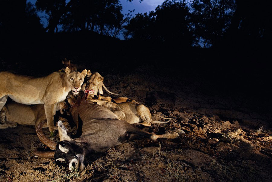 Увидеть тайную жизнь животных