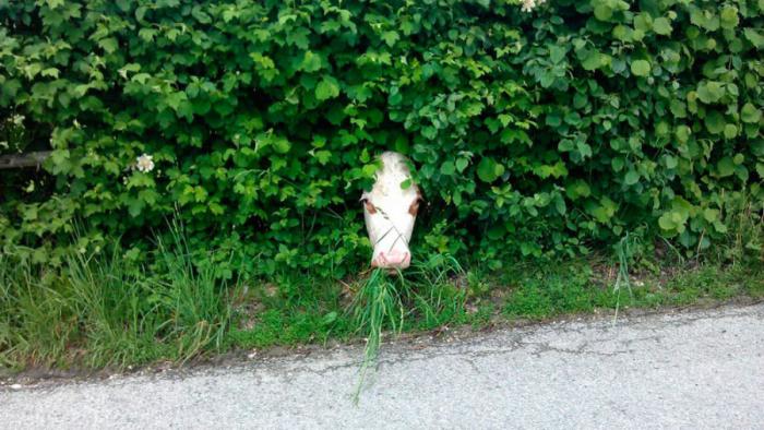 Прикольные картинки