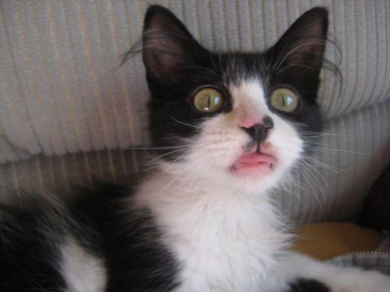 Прикольные картинки