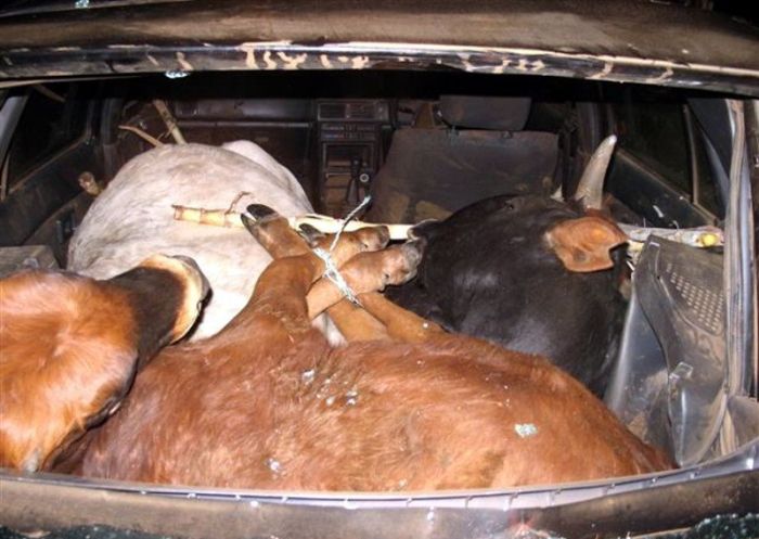 Нашли угнанный автомобиль, а вместе с ним и... (4 фото)