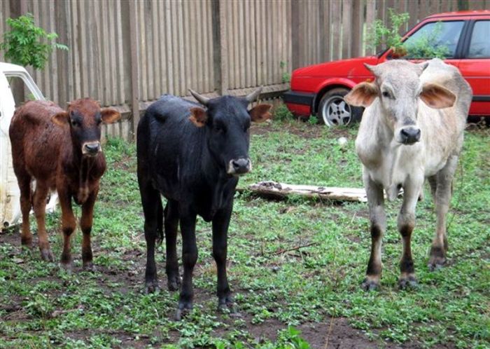 Нашли угнанный автомобиль, а вместе с ним и... (4 фото)