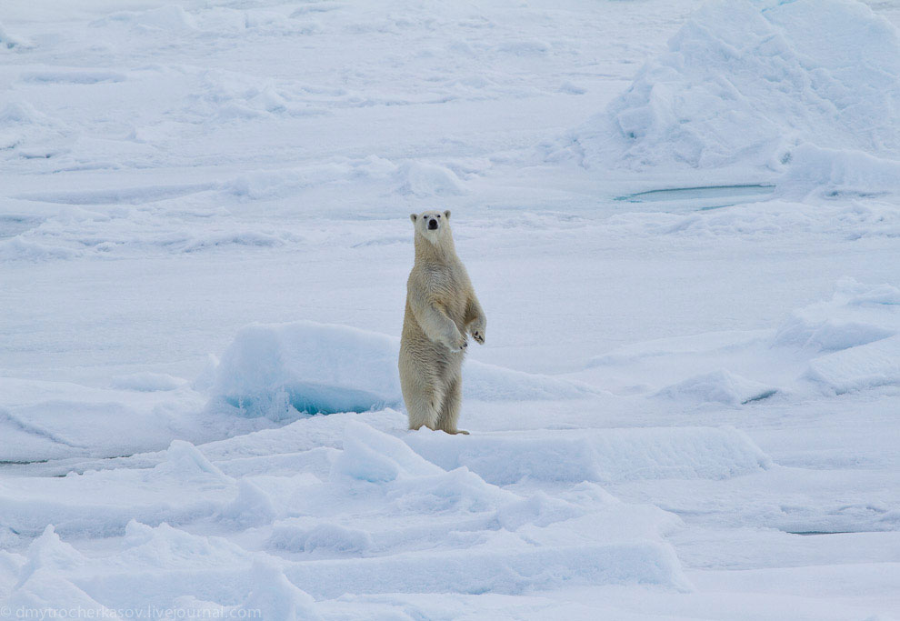 Земля Франца Иосифа Земля Франца Иосифа