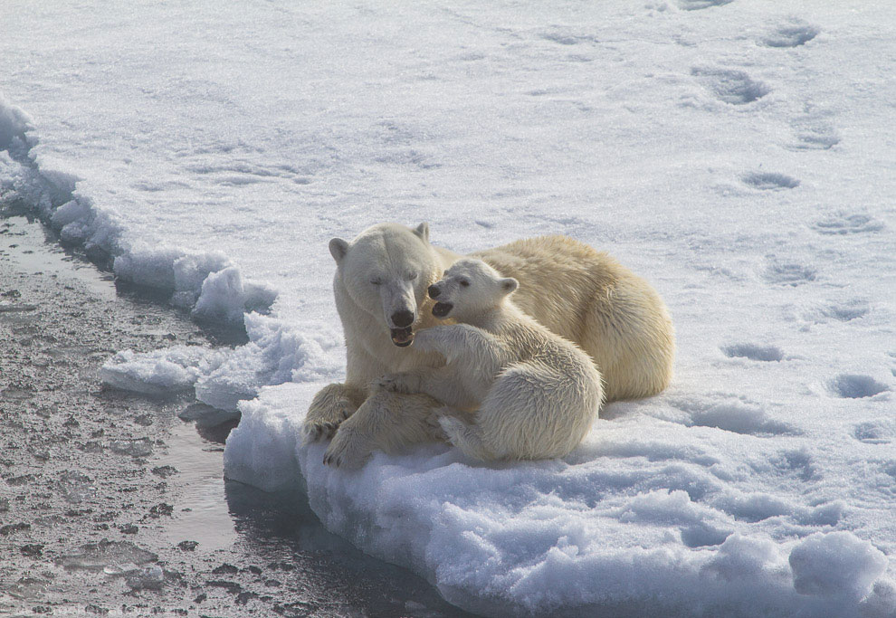 Земля Франца Иосифа Земля Франца Иосифа