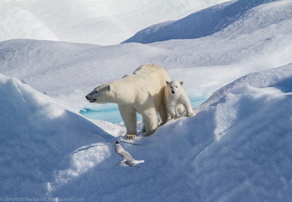 Земля Франца Иосифа Земля Франца Иосифа
