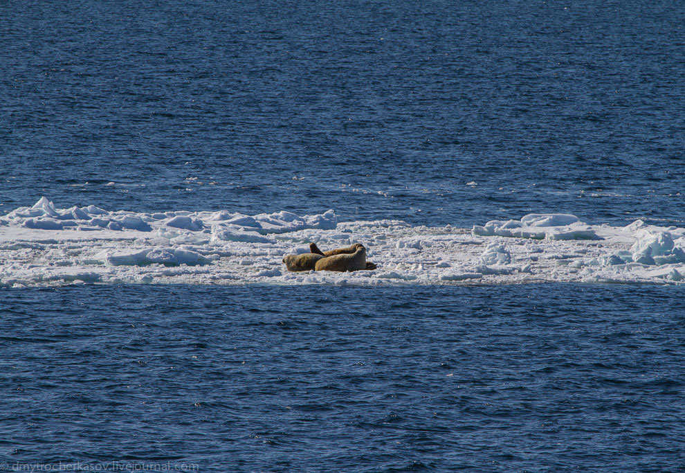 Земля Франца Иосифа Земля Франца Иосифа