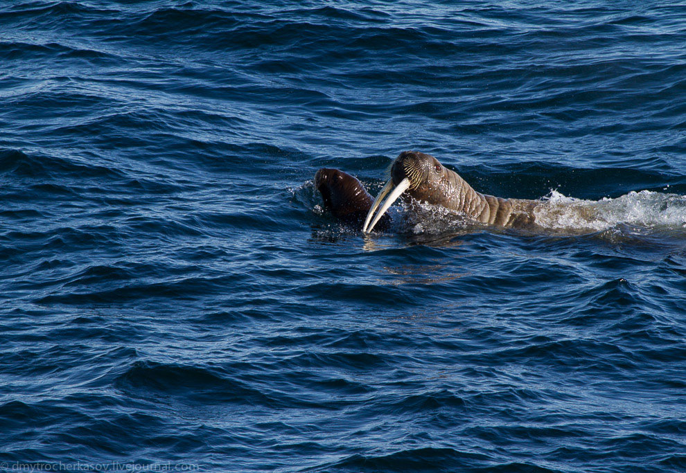 Земля Франца Иосифа Земля Франца Иосифа