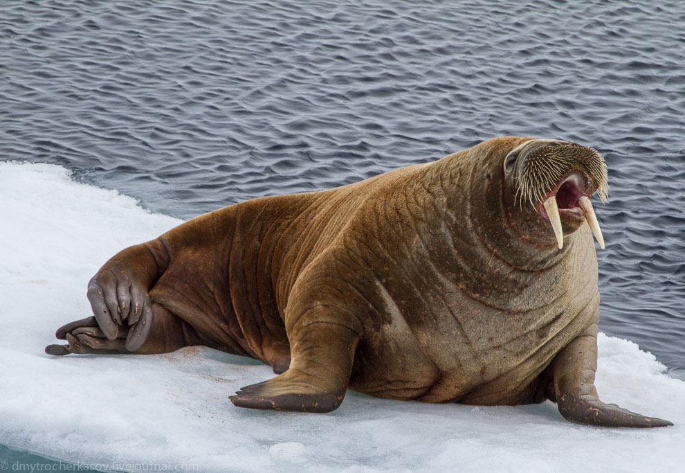 Земля Франца Иосифа Земля Франца Иосифа